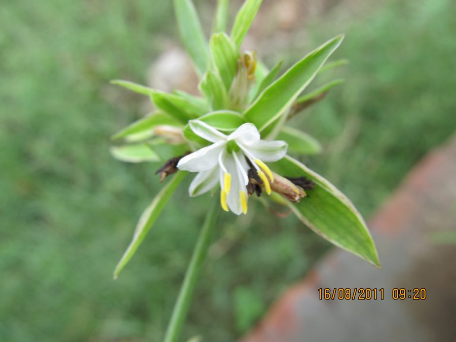 Chlorophytum Comosum Cultivated Eflora Of India